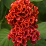 ������� ����������� ��� Bright Orange (�����) 3 �� �������!