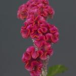    Pink () 3 