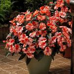 ��������� �������������� �������� Sweet Orange 5 ��