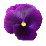 Виола крупноцветковая Пауэр Clear Purple 5 шт
