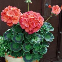 ���������� ��������� ������� Coral 3 ��