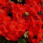 ���������� ��������� ���������� Red 3 ��