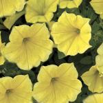    Golden Yellow 5  () !