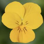     Yellow 5  !