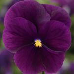     Violet 5  !