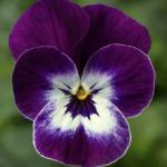     Violet Face 5  !