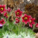    Dark Red Shades 10 