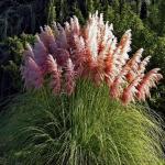    Pink 20 
