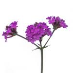 ������� ������� ������� Purple 5 ��
