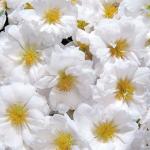 �������� ��������������� ������� White (�����������) 5 ��
