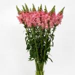      Pink 10 