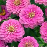   Pink 3 