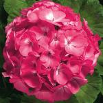 ���������� ��������� ����� 2000 Rose 3 ��