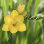    Yellow 5 