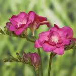    Rose 5 