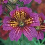   Purple Bicolour () 5 