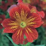   Red Bicolour () 5 