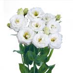 Эустома махровая Розита 2 Pure White (драже) 5 шт