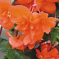 ������� ��������� ������ ��������� (�����) 10 ��