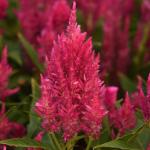    Bright Pink 5 