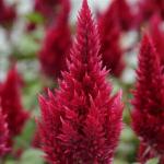    Wine Red 5 