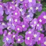    Blueberry Shades 10  !