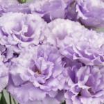    2 Deep Lavender () 5 