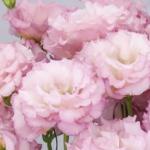    2 Pearl Pink () 5 