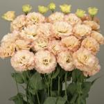    2 Apricot () 5 