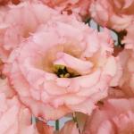    2 Honey Pink () 5 