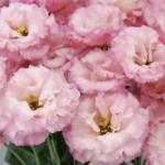    2 Pink () 5 