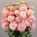    2 Salmon Pink () 5 