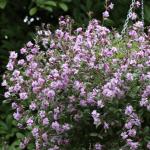    Lilac 10 