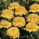   Yellow 5 