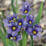   Moody Blues 10 
