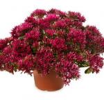 ����� ������ �������� Deep Rose (������) 10 ��