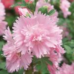   Pink 5 