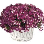     Bicolor Purple () 5  !