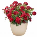 ������ �������� Red (�����) 3 �� �������!