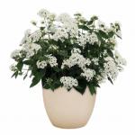 ������ �������� White (�����) 3 �� �������!