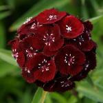    Black Cherry () 5 