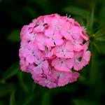    Deep Pink Maxine () 5 
