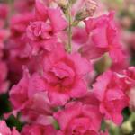     Rose Shades 10  !