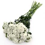    White () 5 