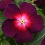 ���������� ����� Boysenberry 5 �� �������!