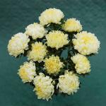 ����� ����������� ����� Yellow 10 ��