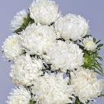 ����� ����������� ����� White 10 ��