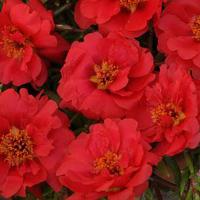     Deep Red () 5 