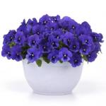    Blue Blotch 3  !