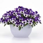     Purple White 3  !